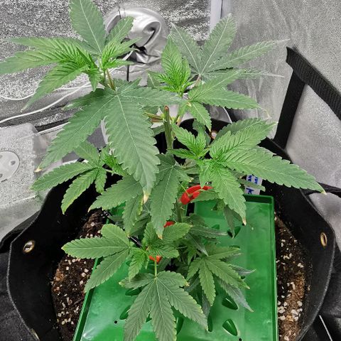 COP growlog timeline photo