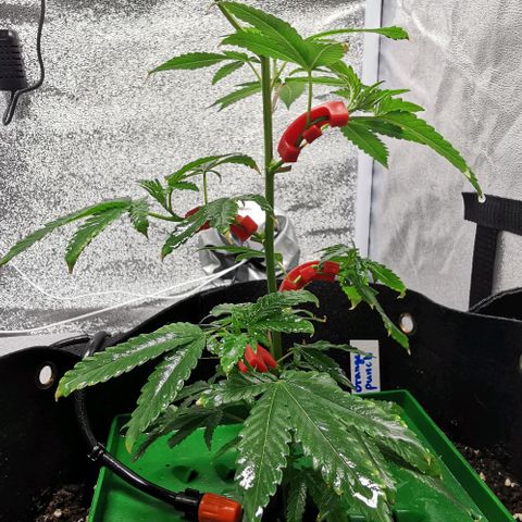 COP growlog timeline photo