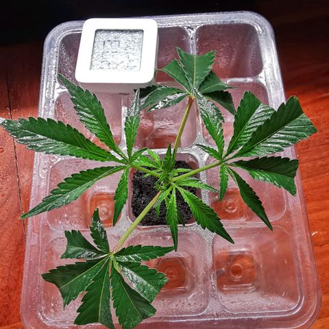 COP (clone2) growlog timeline photo