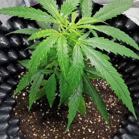 Gorilla OG growlog timeline photo