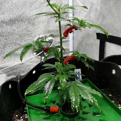COP growlog timeline photo