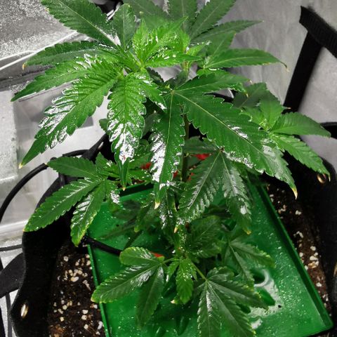 COP growlog timeline photo