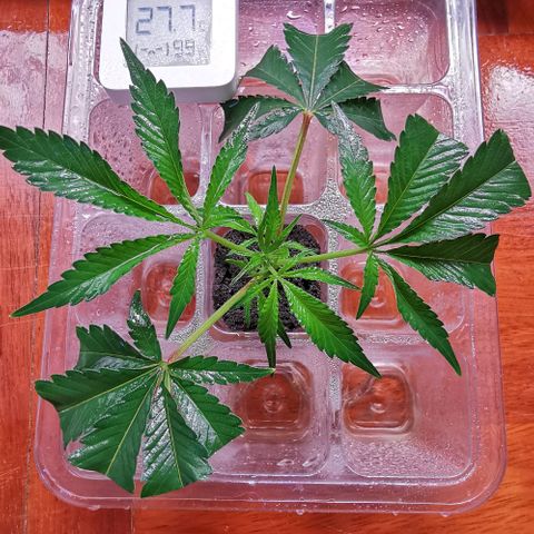 COP (clone2) growlog timeline photo