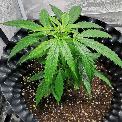 Gorilla OG growlog timeline photo