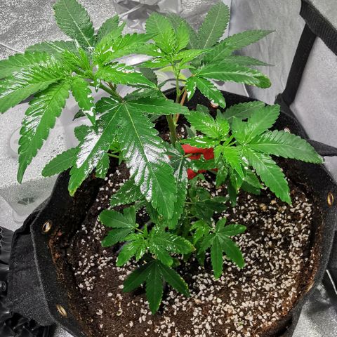 COP growlog timeline photo