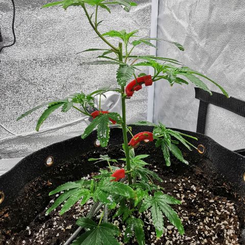 COP growlog timeline photo