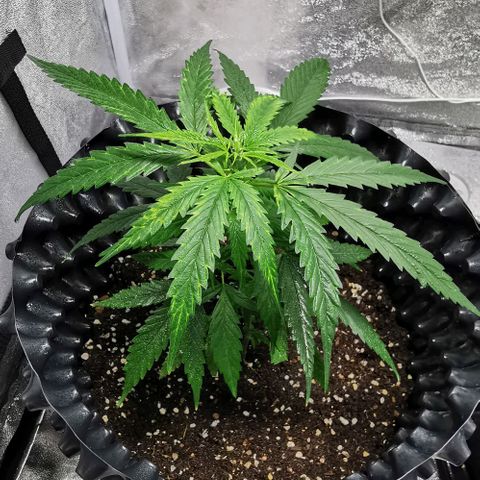 Gorilla OG growlog timeline photo
