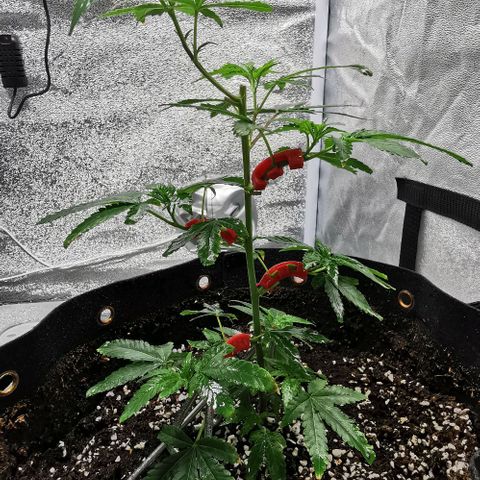COP growlog timeline photo