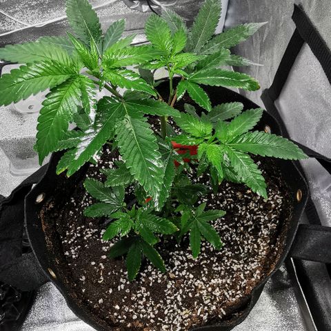 COP growlog timeline photo