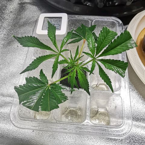 COP (clone2) growlog timeline photo