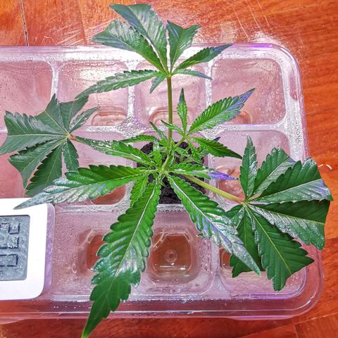 COP (clone2) growlog timeline photo