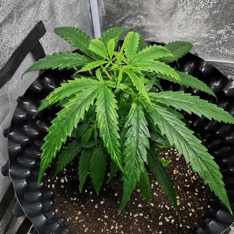 Gorilla OG growlog timeline photo