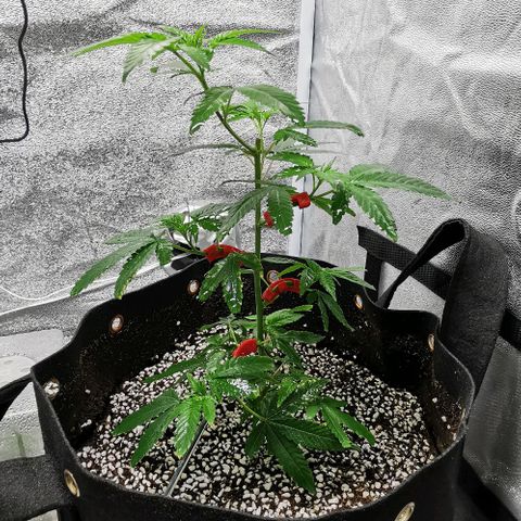 COP growlog timeline photo