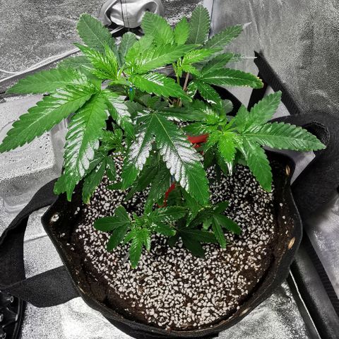 COP growlog timeline photo