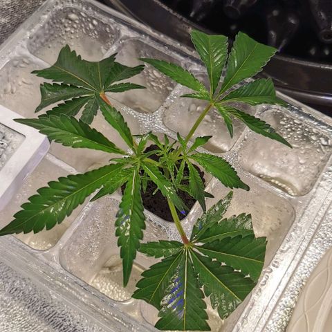 COP (clone2) growlog timeline photo