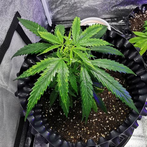 Gorilla OG growlog timeline photo