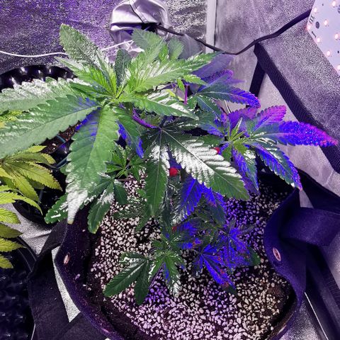 COP growlog timeline photo