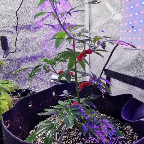 COP growlog timeline photo