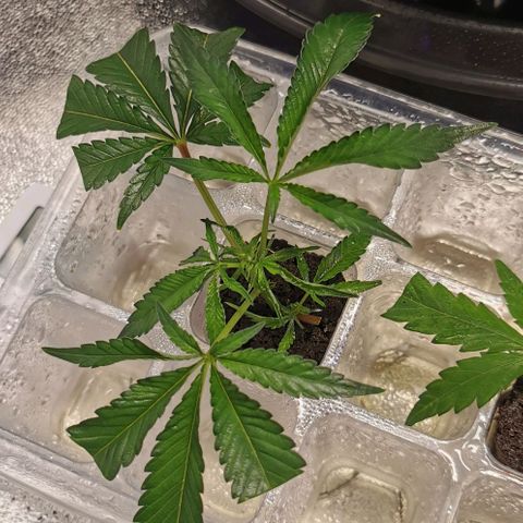 COP (clone2) growlog timeline photo