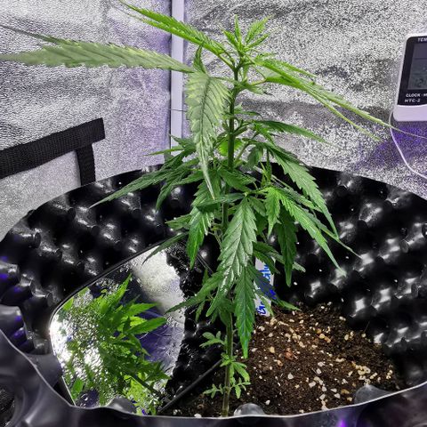 Gorilla OG growlog timeline photo