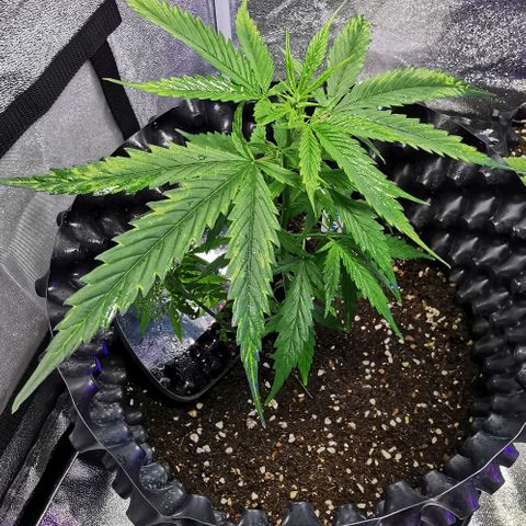 Gorilla OG growlog timeline photo