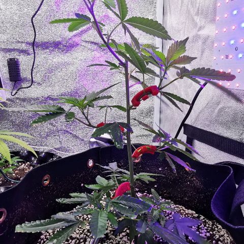 COP growlog timeline photo