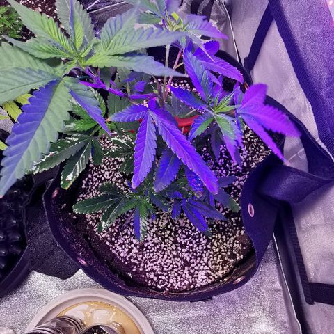 COP growlog timeline photo