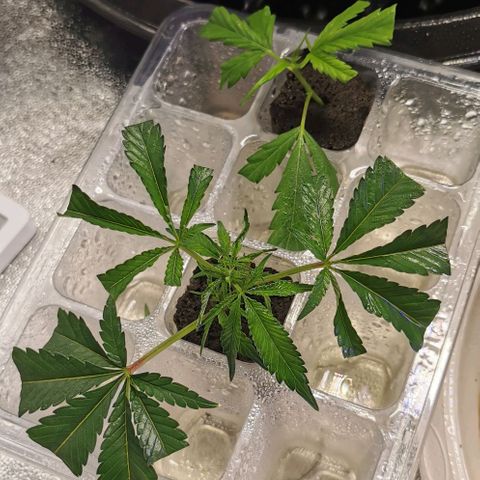 COP (clone2) growlog timeline photo