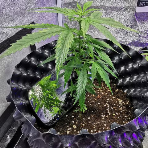 Gorilla OG growlog timeline photo