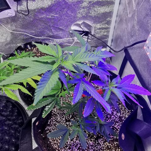 COP growlog timeline photo