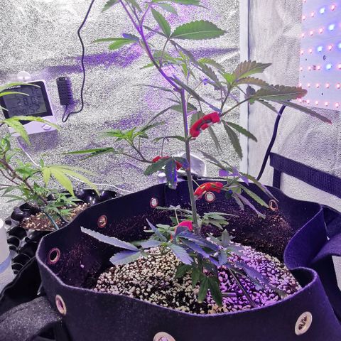 COP growlog timeline photo