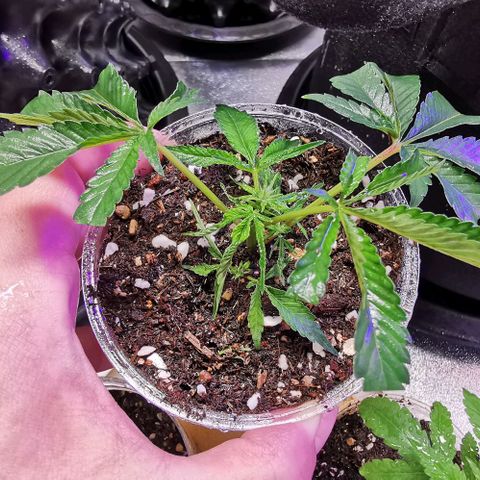 COP (clone2) growlog timeline photo