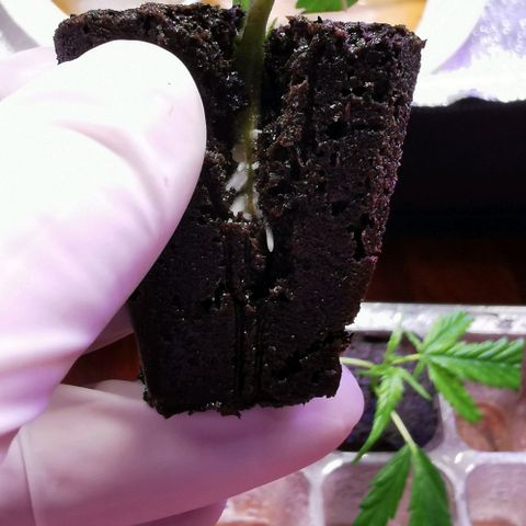 COP (clone2) growlog timeline photo