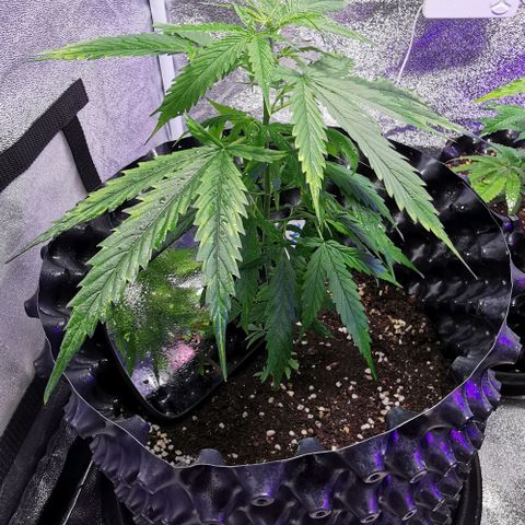 Gorilla OG growlog timeline photo