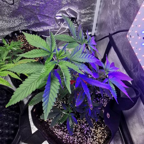 COP growlog timeline photo