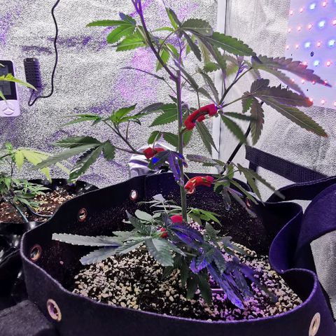 COP growlog timeline photo