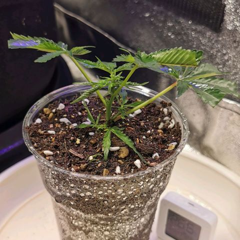 COP (clone2) growlog timeline photo