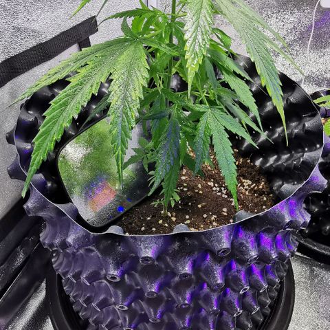 Gorilla OG growlog timeline photo