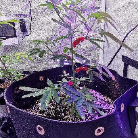 COP growlog timeline photo