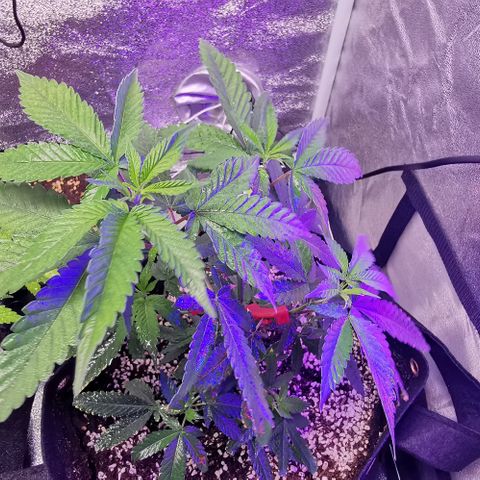 COP growlog timeline photo