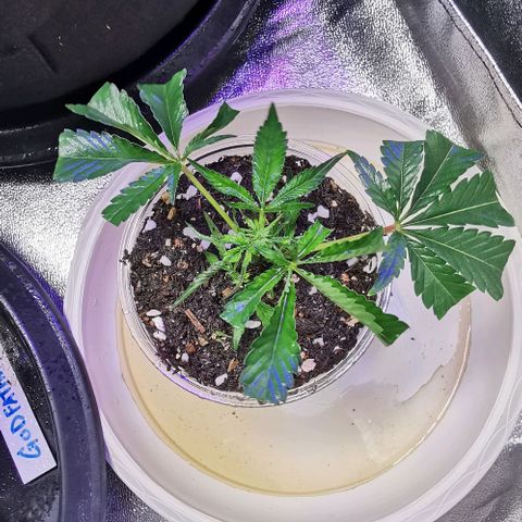 COP (clone2) growlog timeline photo