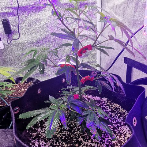 COP growlog timeline photo