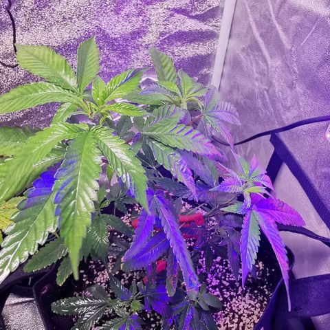 COP growlog timeline photo