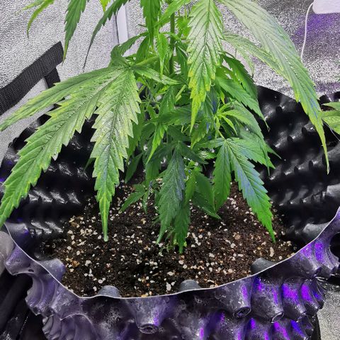 Gorilla OG growlog timeline photo
