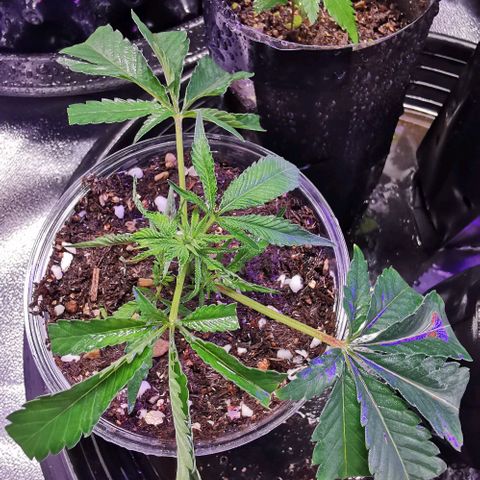 COP (clone2) growlog timeline photo