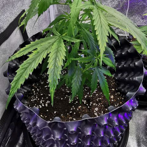 Gorilla OG growlog timeline photo