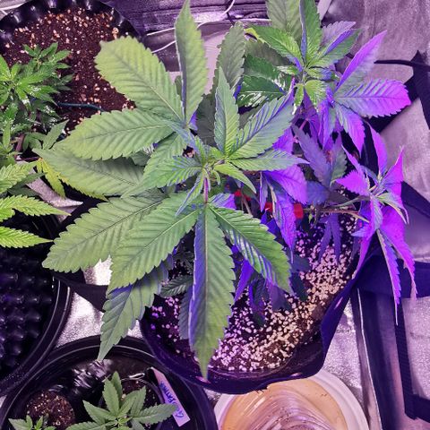 COP growlog timeline photo