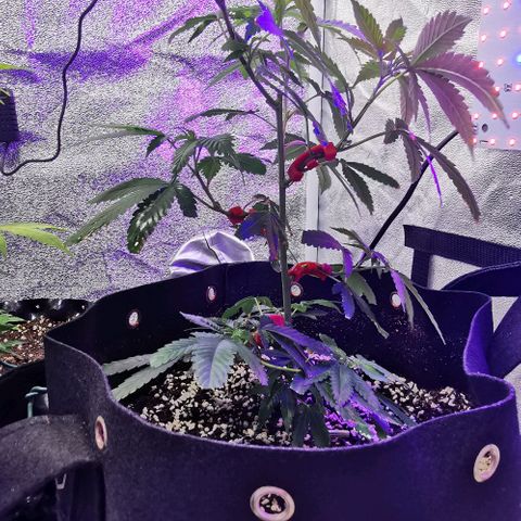 COP growlog timeline photo