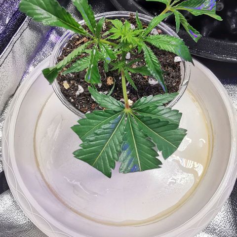 COP (clone2) growlog timeline photo