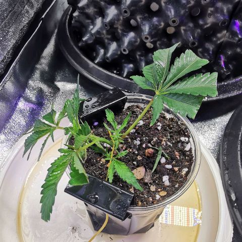 COP (clone2) growlog timeline photo